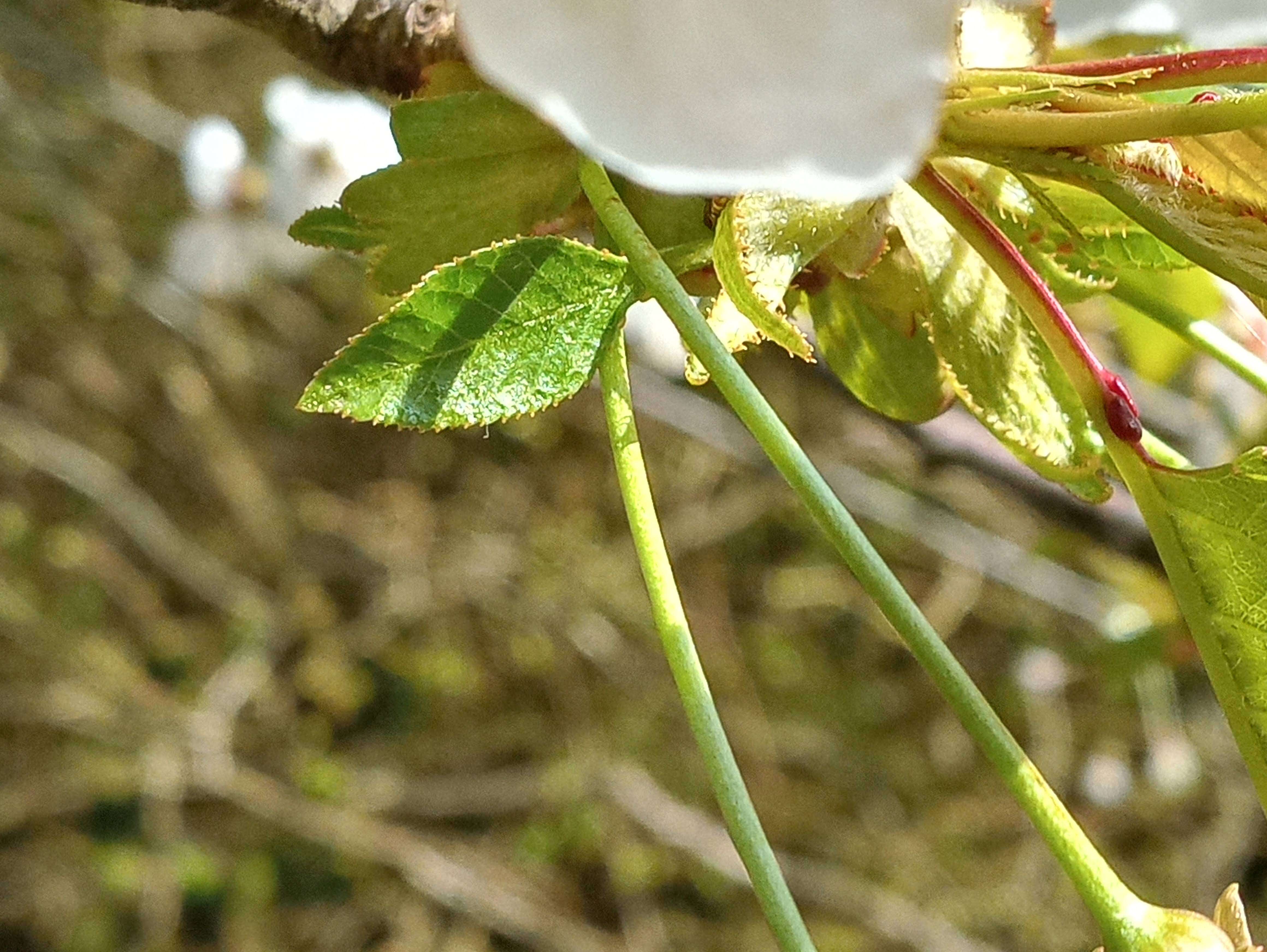 Image of gean, wild cherry