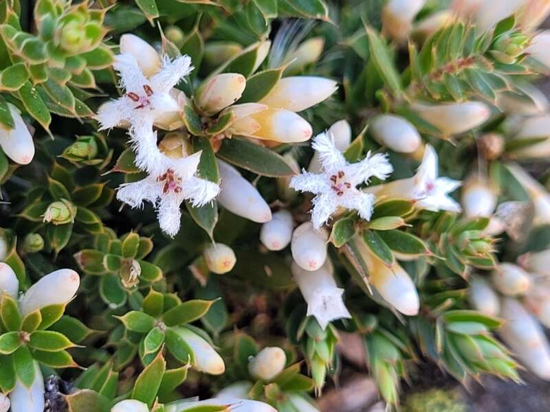 Image of Leucopogon fraseri A. Cunn. ex DC.