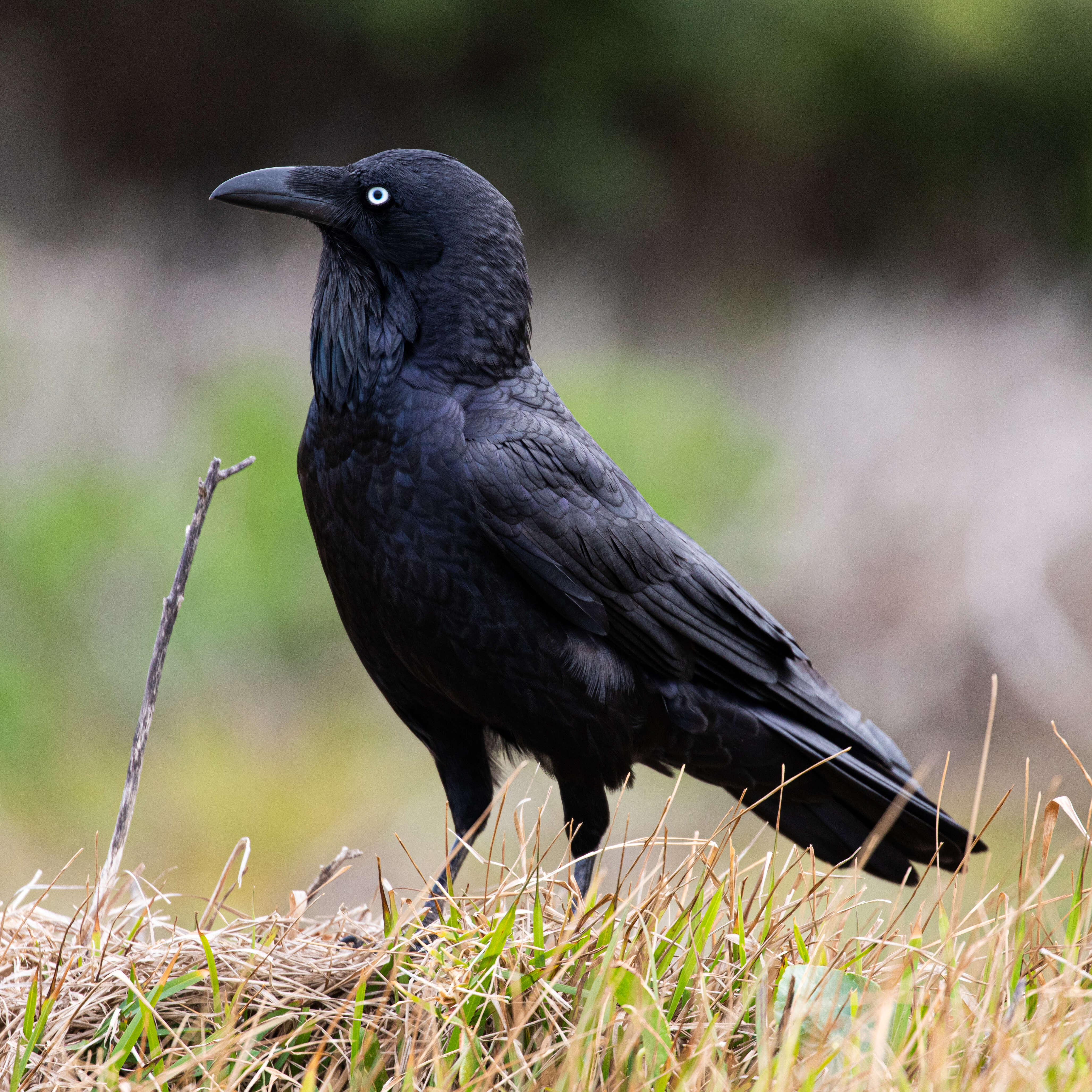 Imagem de Corvus coronoides Vigors & Horsfield 1827