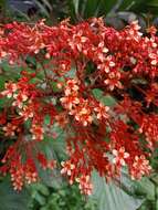 Imagem de Clerodendrum paniculatum L.