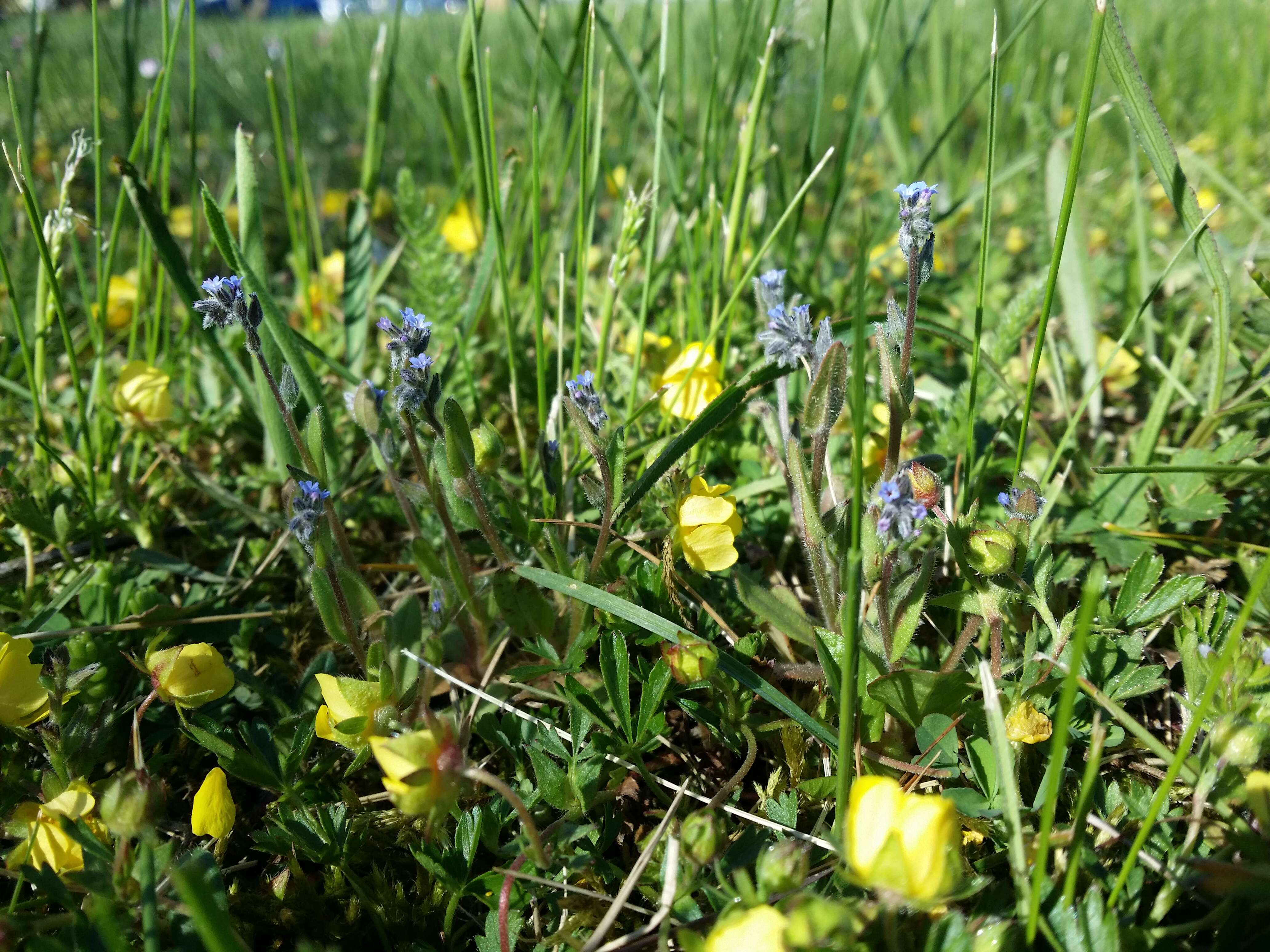 Image of strict forget-me-not