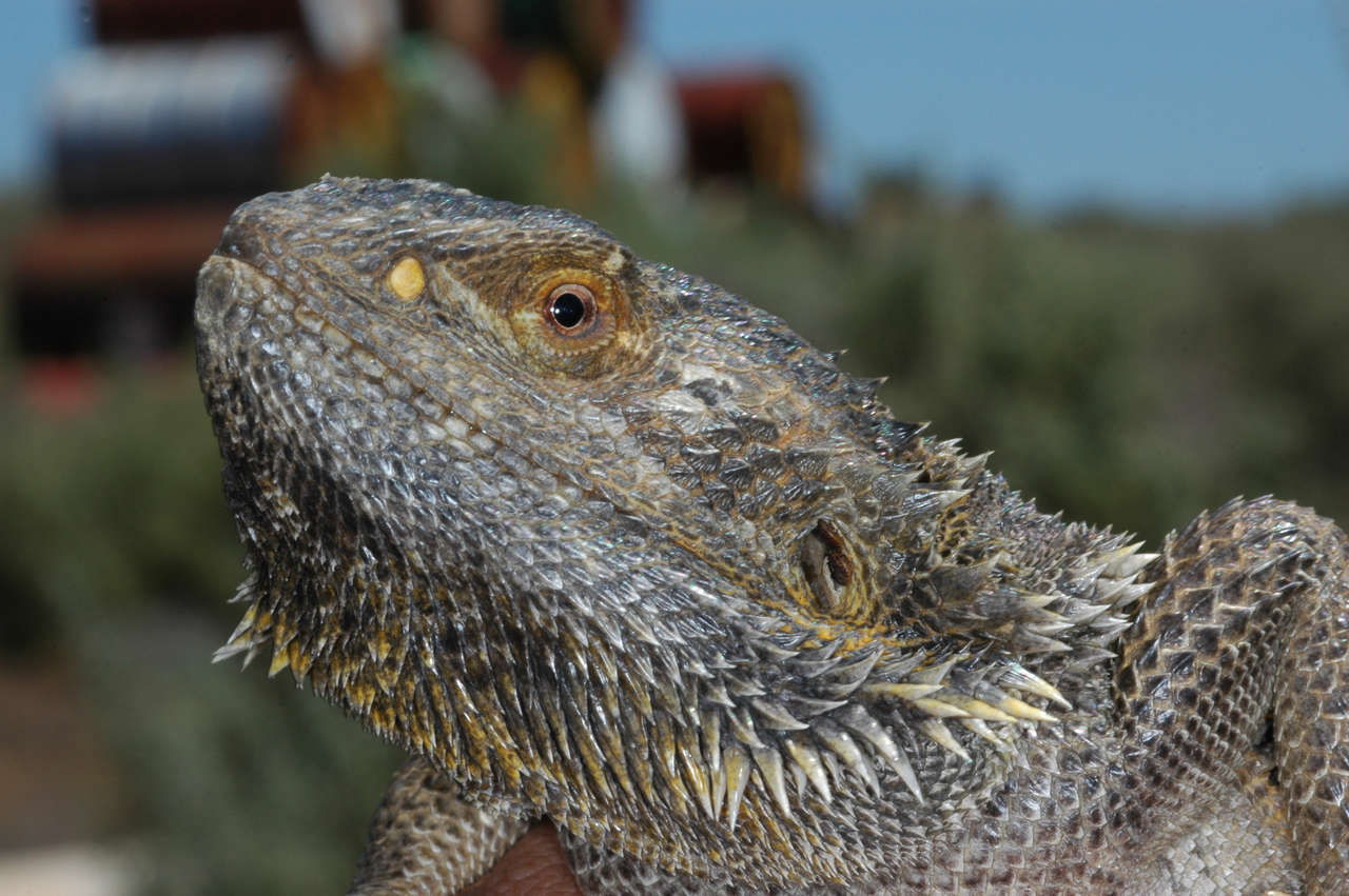 Plancia ëd Pogona vitticeps (Ahl 1926)