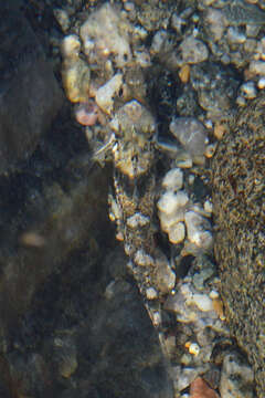 Image of Mediterranean Painted Goby