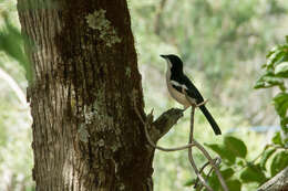 Image of Tropical Boubou