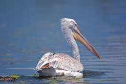 Image of Dalmatian Pelican