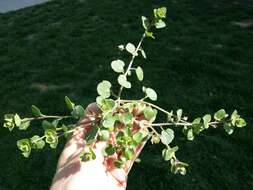 Image of false ivy-leaved speedwell