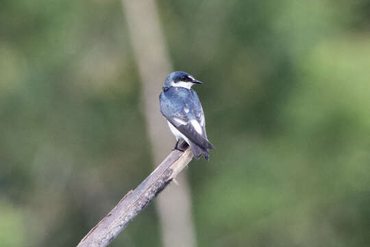 Image of Mangrove Swallow