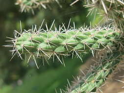 Image de Cylindropuntia imbricata (Haw.) F. M. Knuth