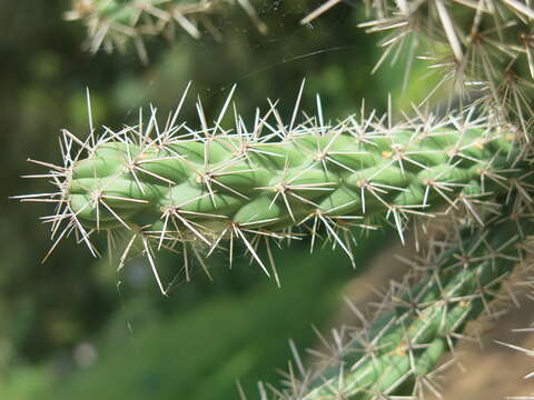 Image de Cylindropuntia imbricata (Haw.) F. M. Knuth