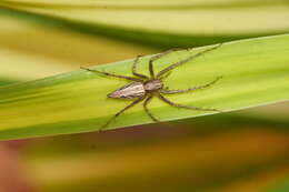 Image of lynx spider