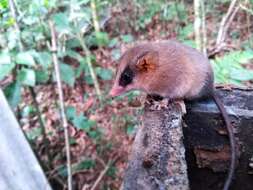 Image of Brazilian Gracile Mouse Opossum