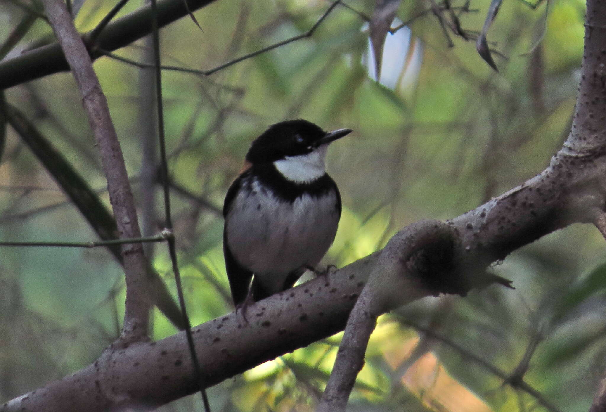 Ficedula timorensis (Hellmayr 1919)的圖片