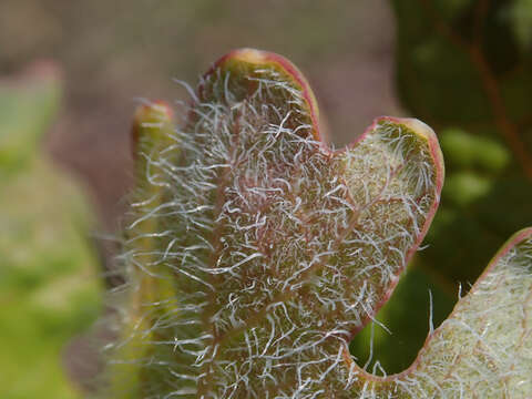 Image of macleaya