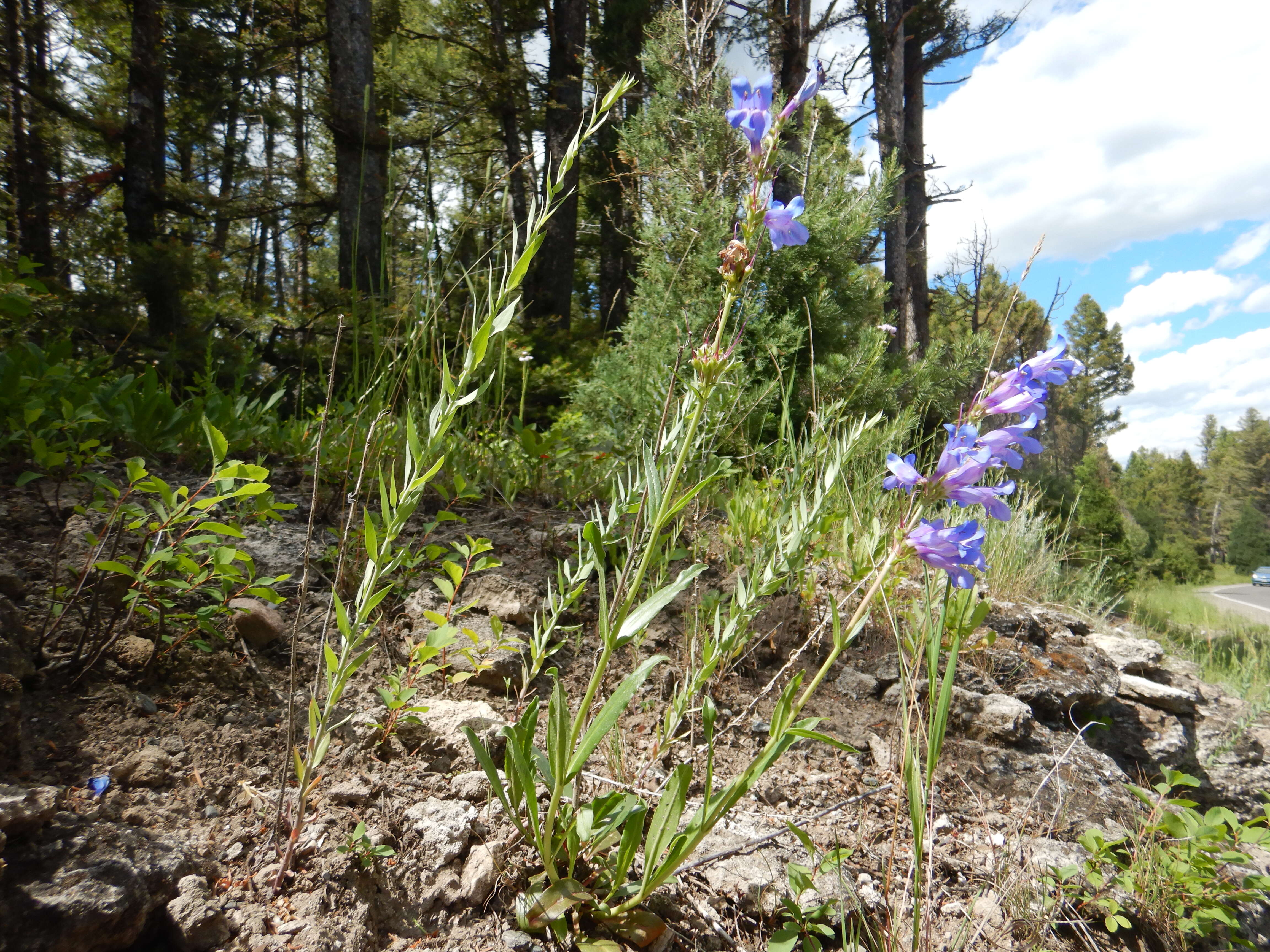 Image of blue penstemon