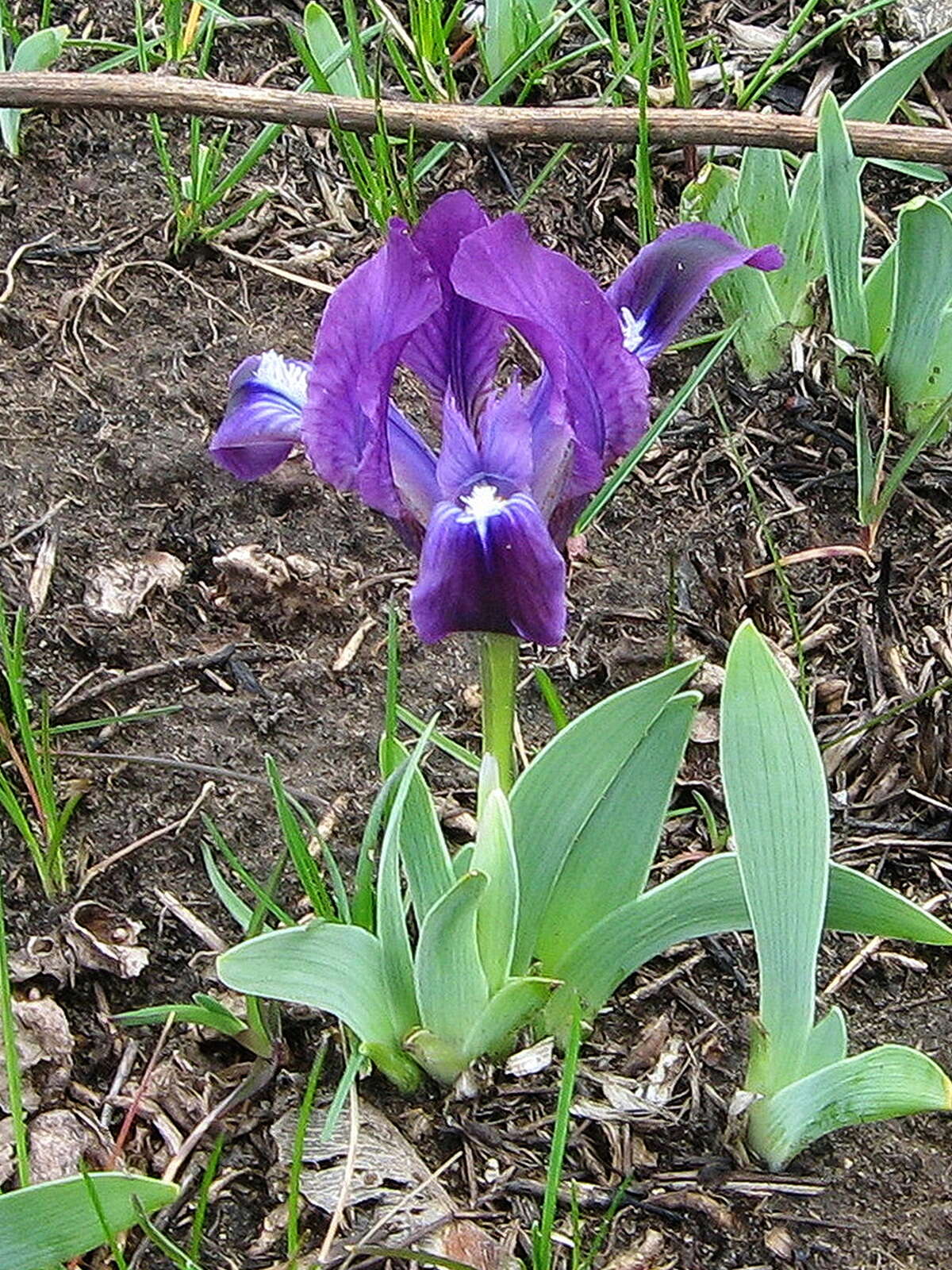 Plancia ëd Iris pumila L.