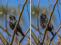 Image of Spotless Starling