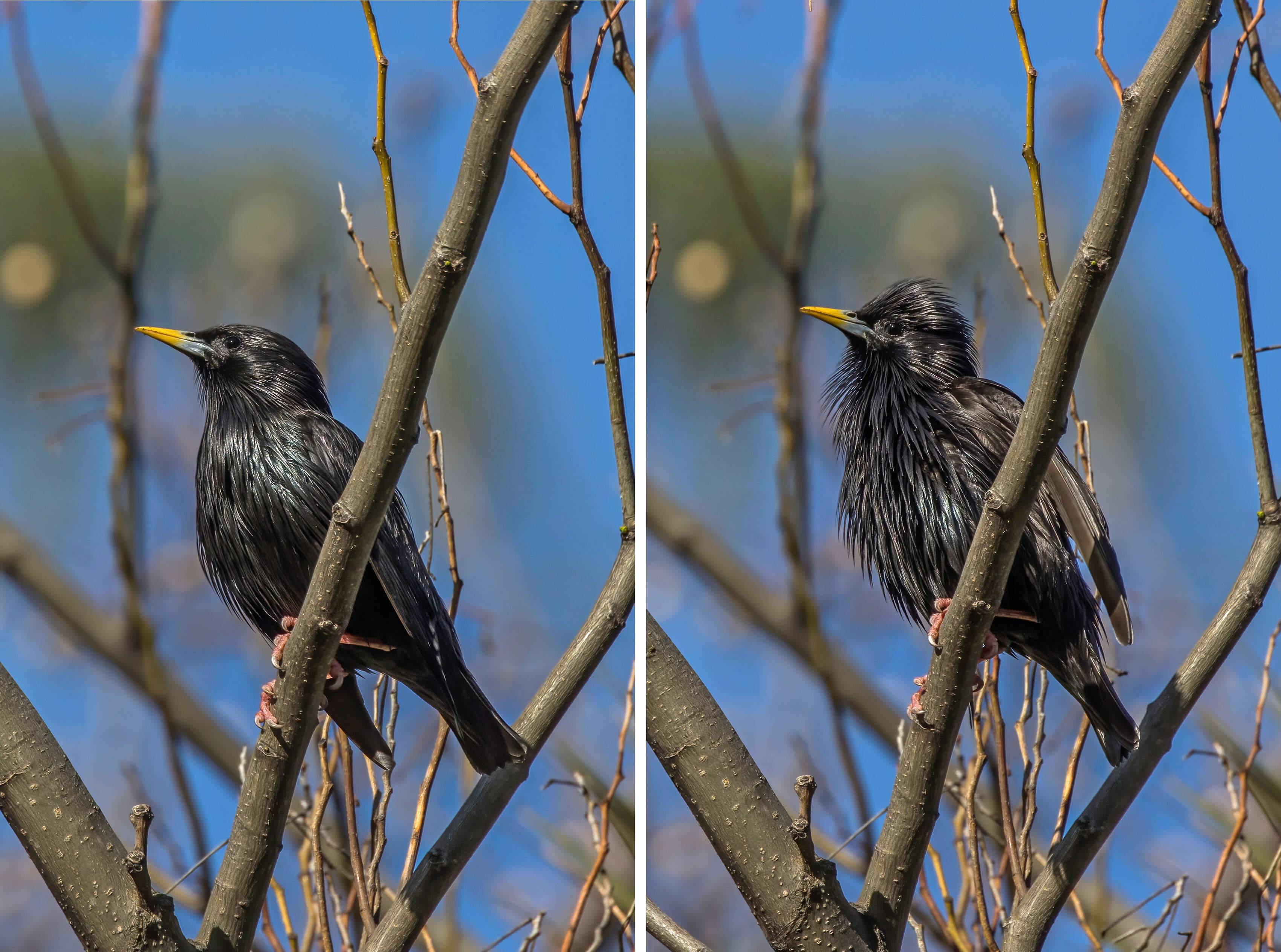 Image of Spotless Starling