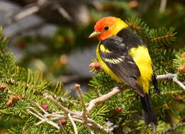 Image of Western Tanager