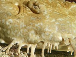 Image of Spotted Wobbegong