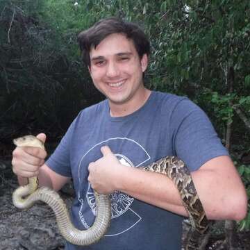 Image of Cuban Boa