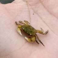 Image of Hemigrapsus oregonensis