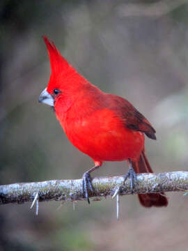 Plancia ëd Cardinalis phoeniceus Bonaparte 1838