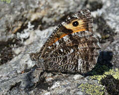 Image of Grayling