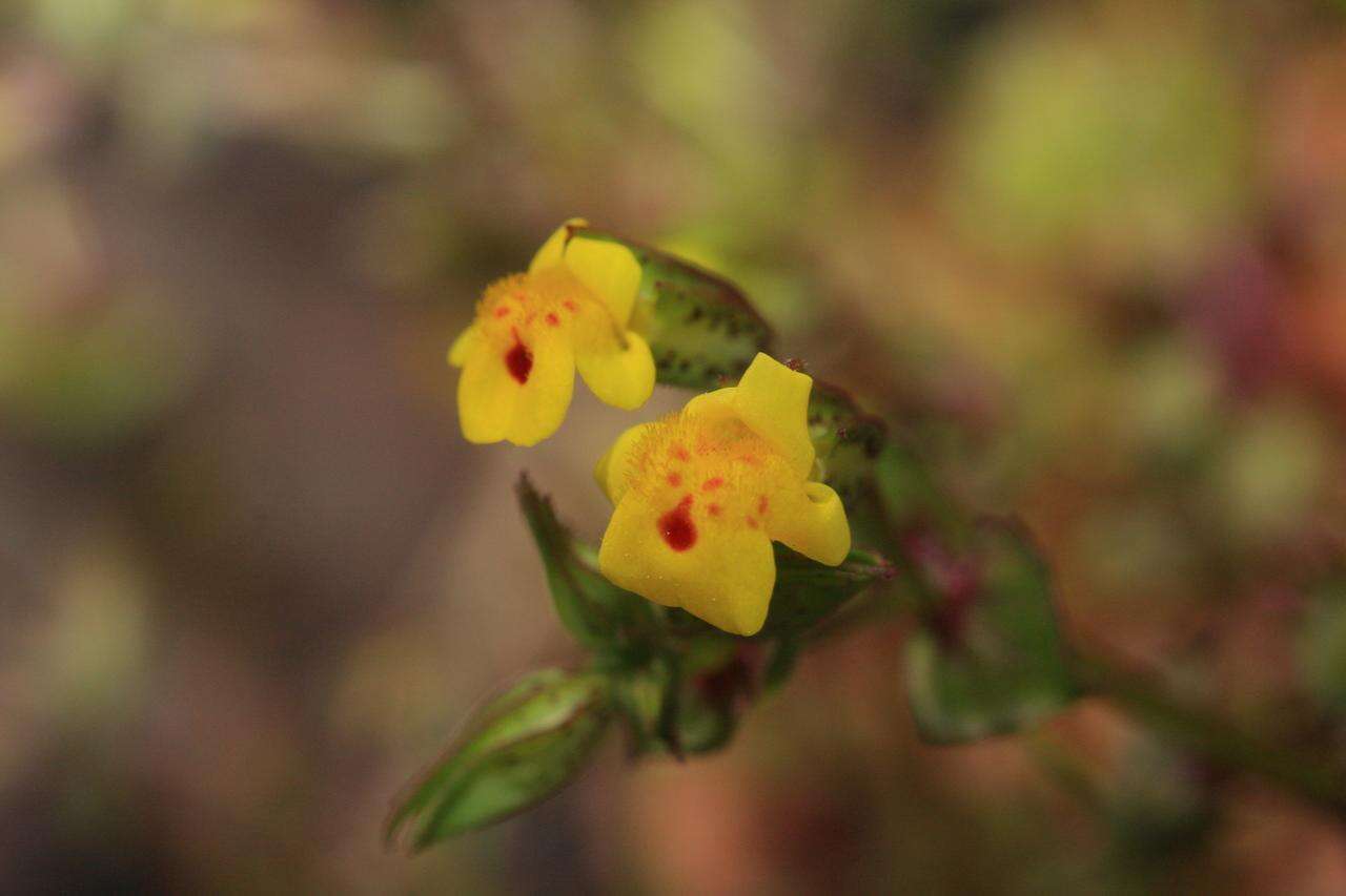 Image of Cut-Leaf Monkey-Flower