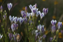 Image of long-ray brodiaea