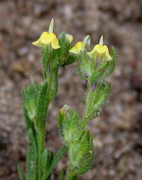 Слика од Linaria arenaria DC.