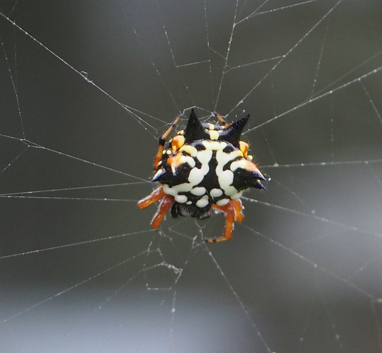 Image of Australian jewel spider