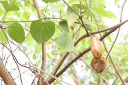 Image of Marsdenia volubilis (L. fil.) Cooke