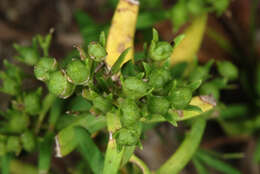 Image of longleaf summer bluet