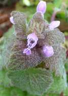 Image of purple archangel