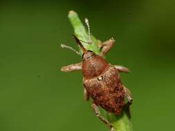 Image of Acorn weevil