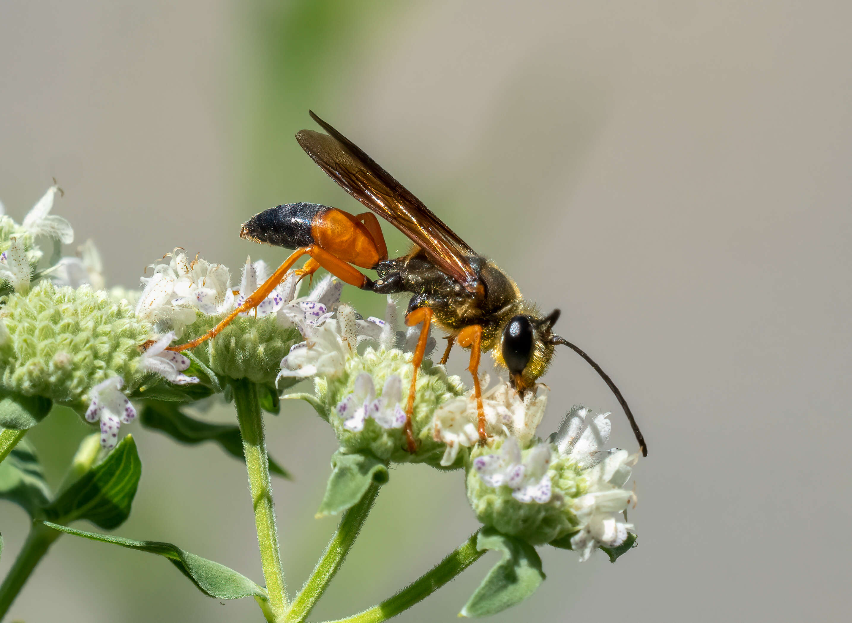 Image of Great Golden Digger Wasp