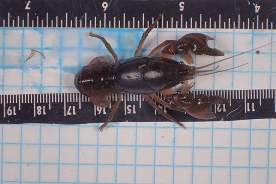 Image of digger crayfish