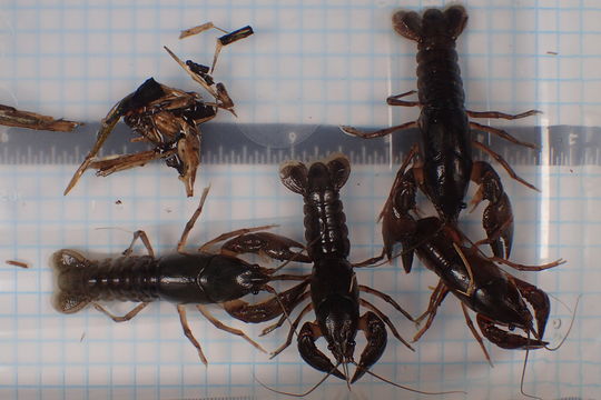 18.https www inaturalist org photos 5929279.580x360