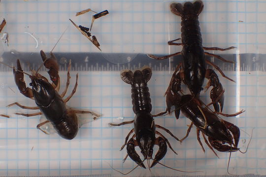 18.https www inaturalist org photos 5929282.580x360