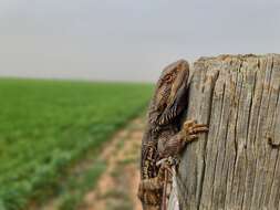 Image of Central bearded dragon