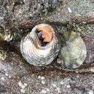 Image of Blue Top Snail