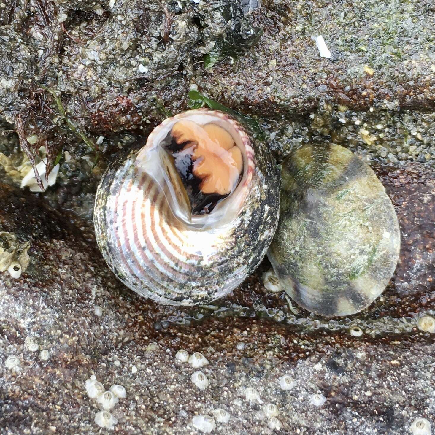 Image de Calliostoma ligatum (Gould 1849)