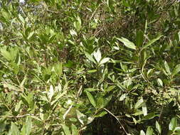 Image of Laurus Nobilis