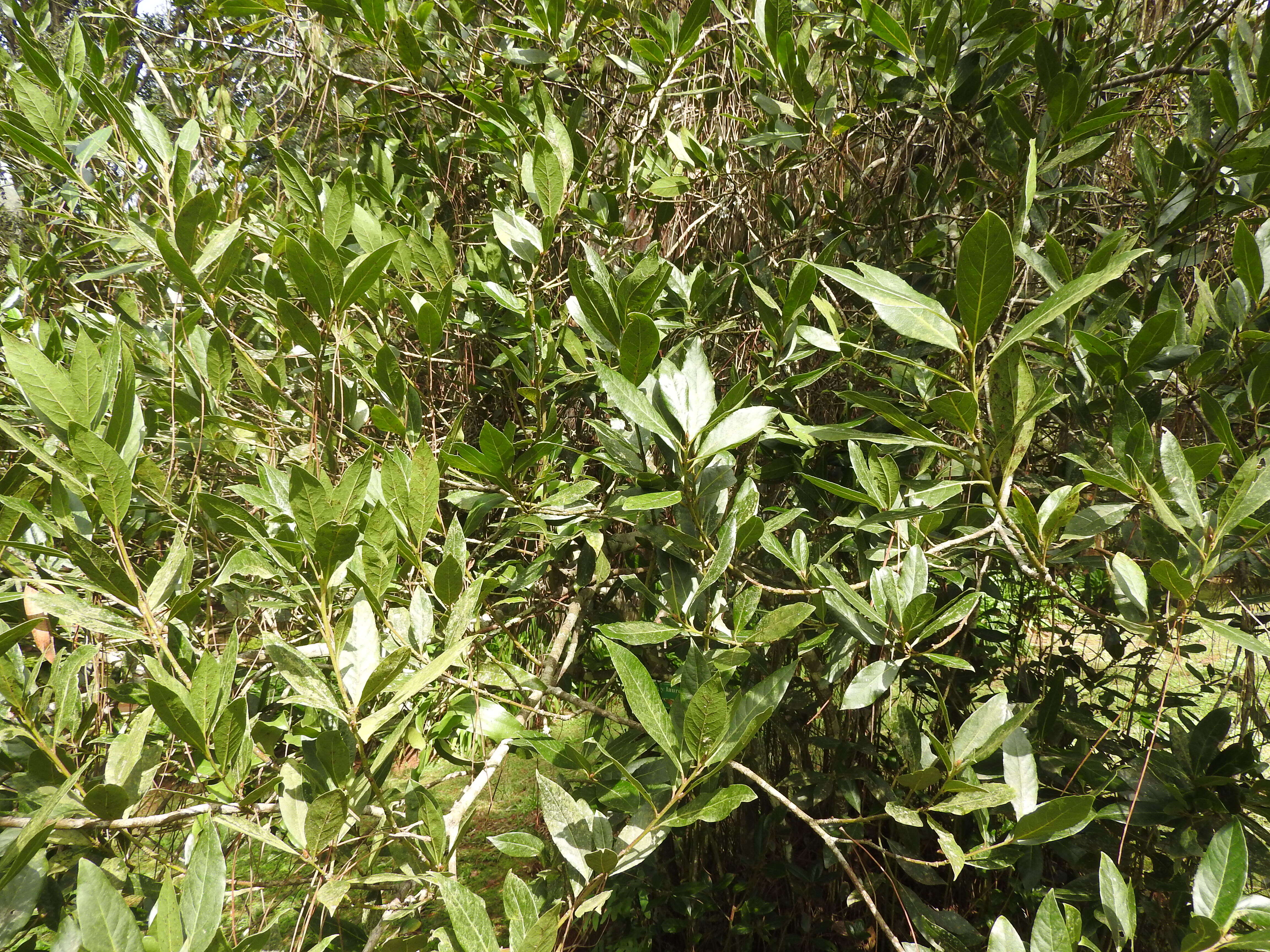 Image of Laurus Nobilis