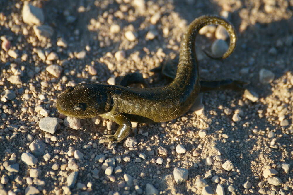 Image of Barred Tiger Salamander