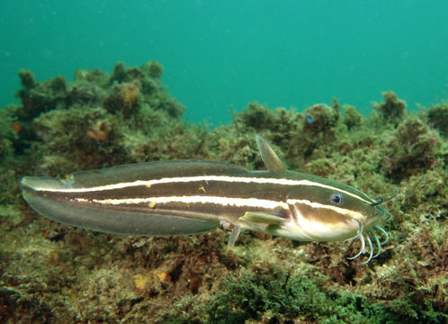 Image of Striped catfish