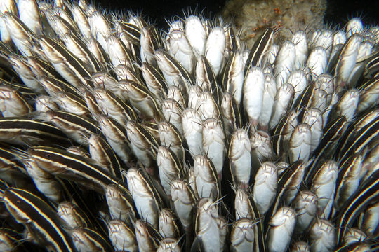 Image of Striped catfish