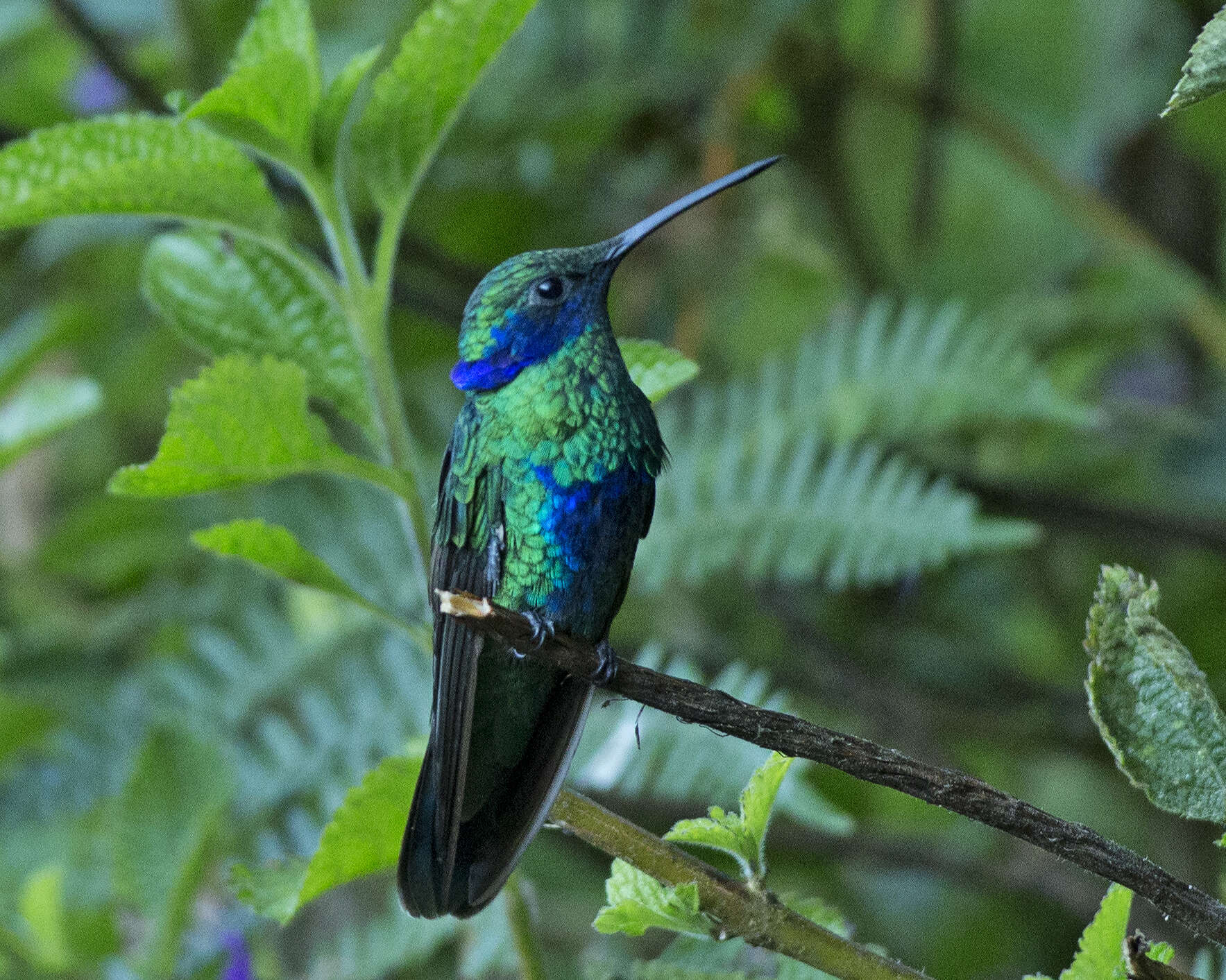 Colibri coruscans (Gould 1846) resmi