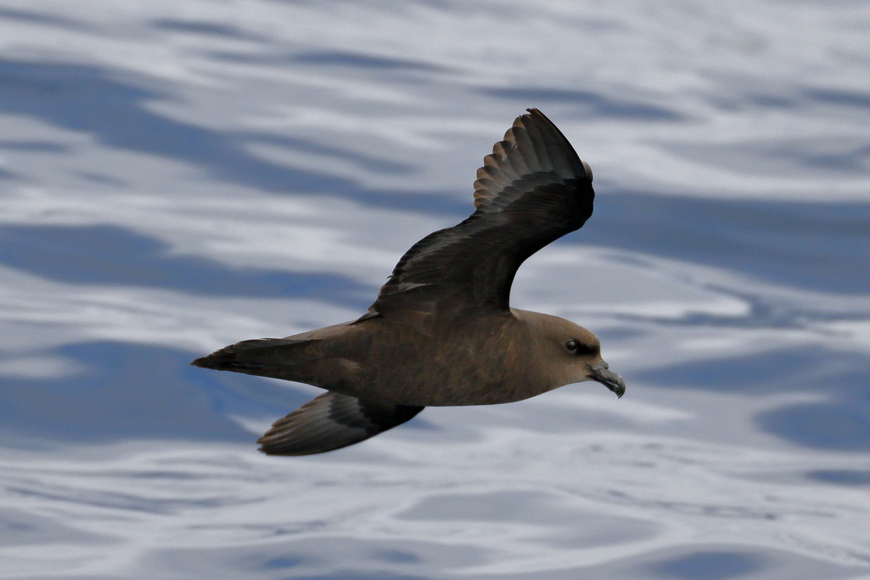 Image of Great-winged Petrel