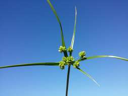 Слика од Cyperus eragrostis Lam.